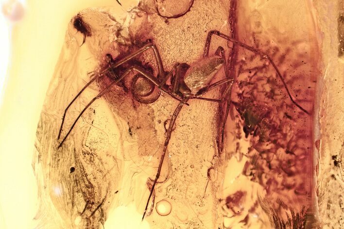 Detailed Fossil Spider (Araneae) In Baltic Amber #346615